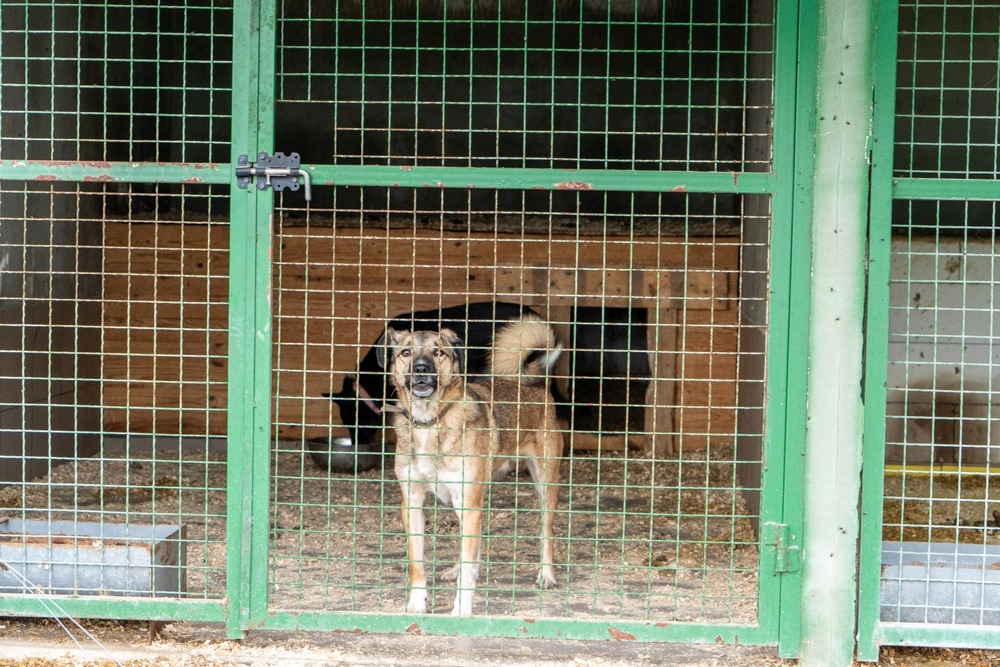  Rescue dog standing inside a kennel enclosure, highlighting shelter conditions and the importance of welfare, rehabilitation and rehoming in Australia.