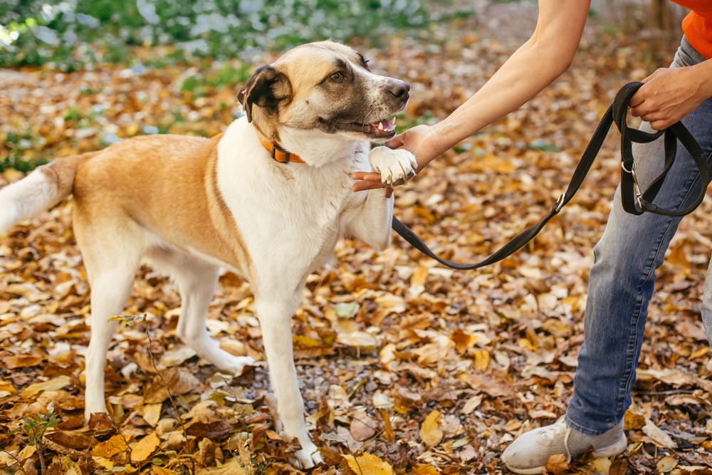 Handler offering a paw shake to a rescue dog on a leash, demonstrating positive reinforcement training and behavioural rehabilitation.
