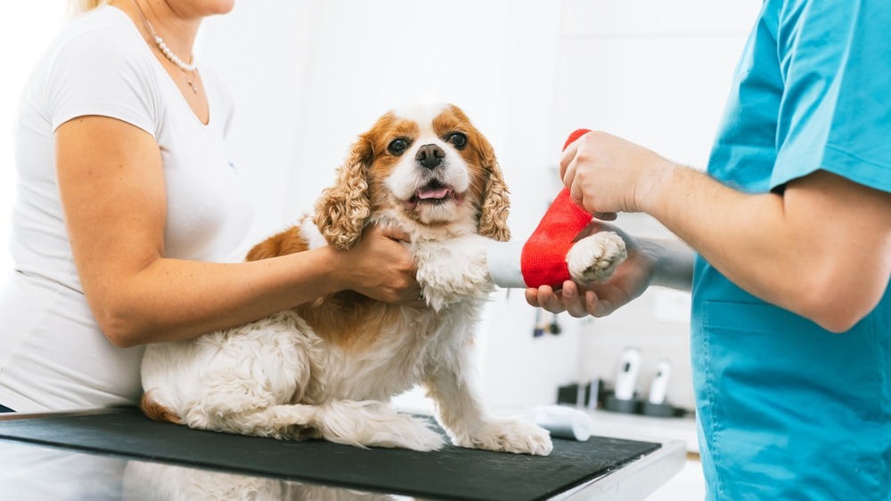 Dog receiving a bandage on its paw from veterinary staff, representing injury treatment costs and the value of pet insurance coverage.