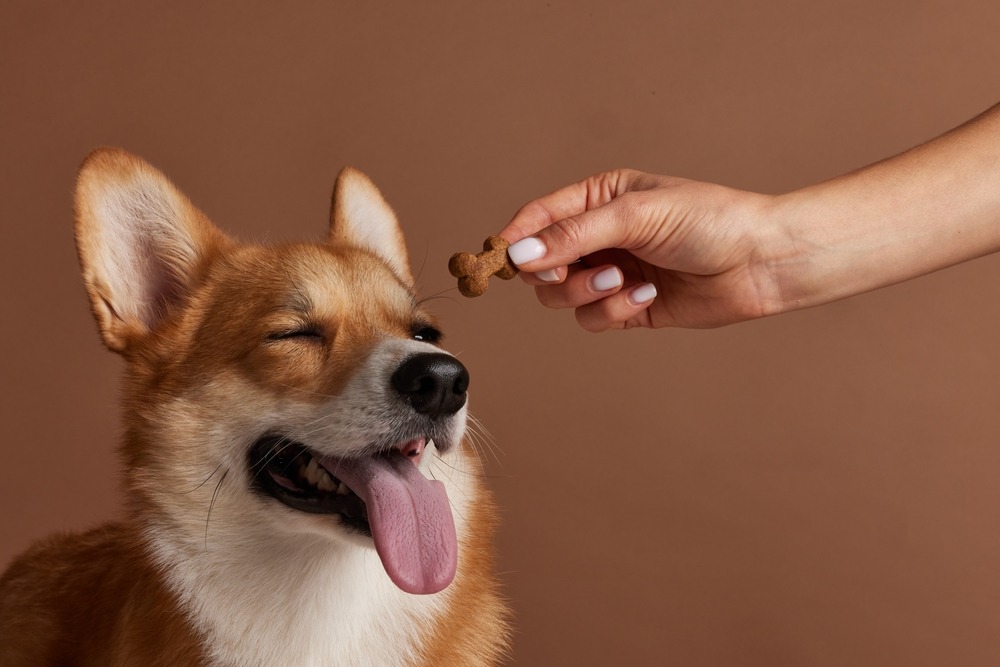 Happy corgi being offered a training treat by an owner, representing reward-based care, nutrition choices, and everyday pet expenses.