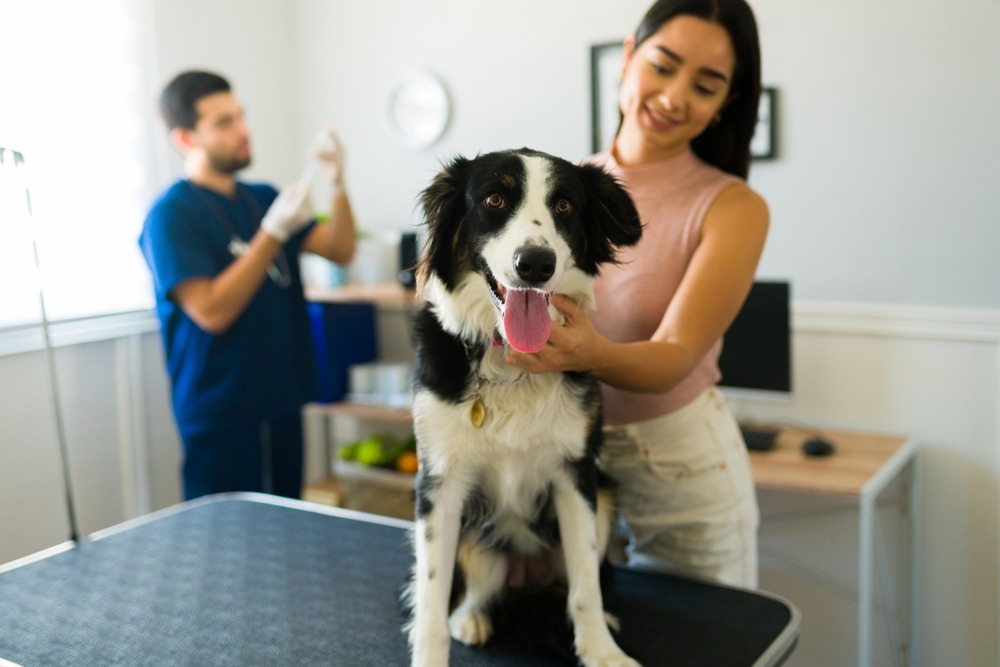 Border collie standing on an exam table with owner present as vet prepares treatment, highlighting routine care and insured procedures.