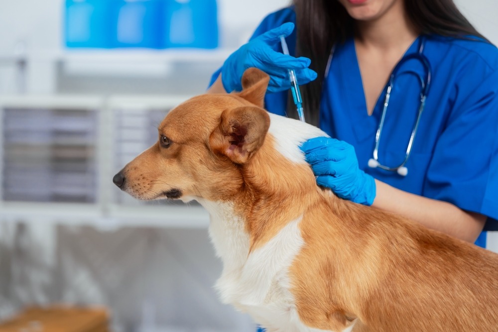 Veterinarian administering a routine vaccination to a dog during a clinic visit, highlighting preventative care costs covered by pet insurance.