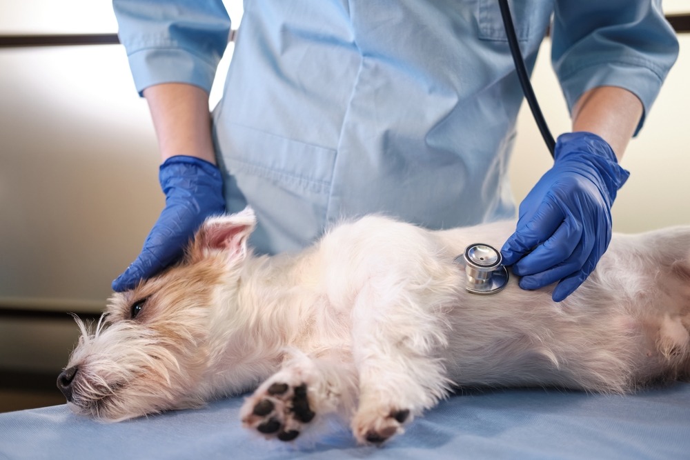 Vet using a stethoscope to examine a small dog on a treatment table, showing diagnostic checks that factor into insurance claims.