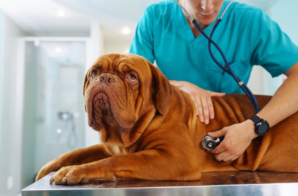 Large dog undergoing a chest examination with a stethoscope, illustrating advanced vet care and higher treatment expenses.