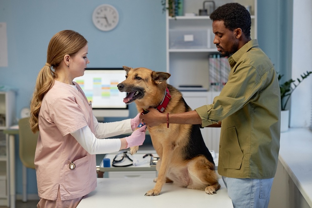 Vet and pet owner securing a dog’s collar during a health check, showing routine assessments often included in wellness plans.