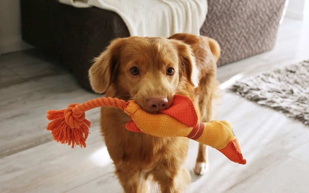Puppy holding a chew toy indoors, highlighting enrichment toys that support teething relief and mental stimulation.