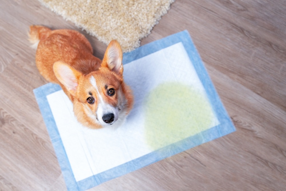 Puppy standing on an indoor training pad after an accident, illustrating toilet training supplies and early housebreaking setup.