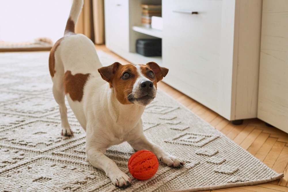 Playful puppy crouching with a rubber ball on a rug, showing the need for safe indoor toys to support exercise and development.