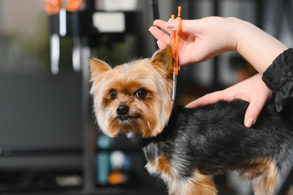 Small dog being groomed with scissors, representing grooming tools and coat care supplies needed for regular puppy maintenance.