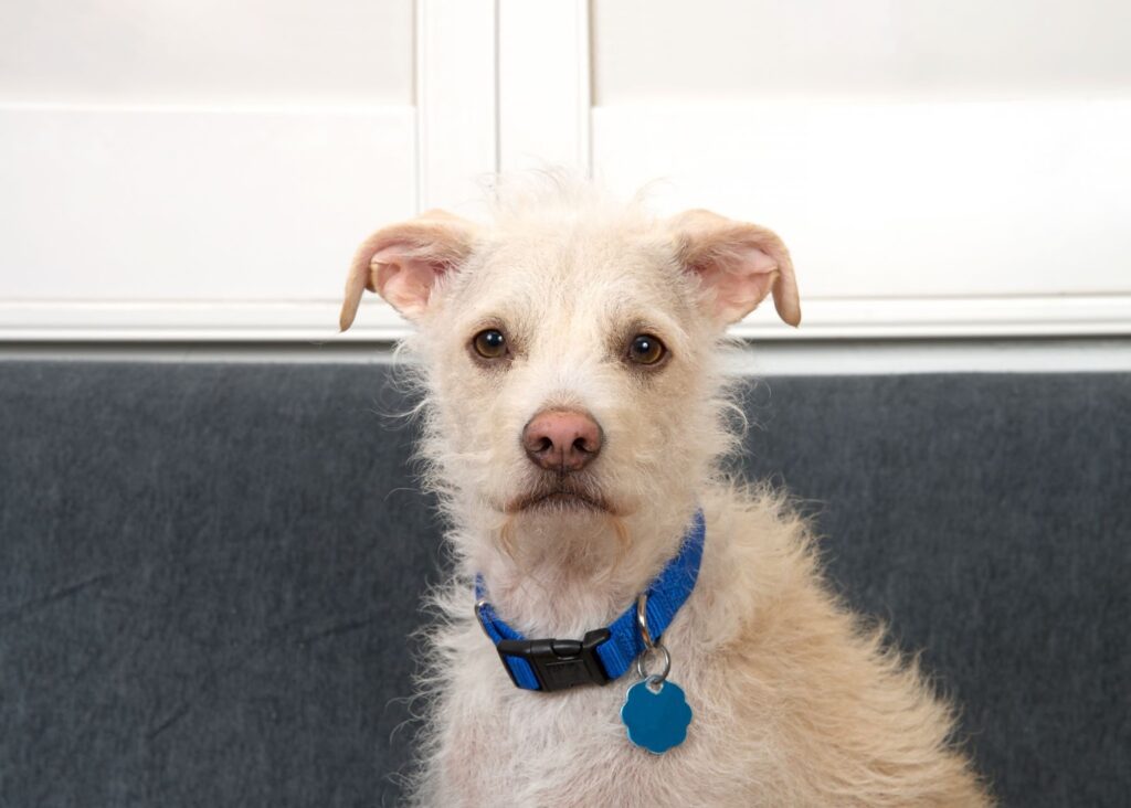 Rescue puppy wearing a collar and ID tag indoors, illustrating identification, safety essentials and early ownership responsibilities.