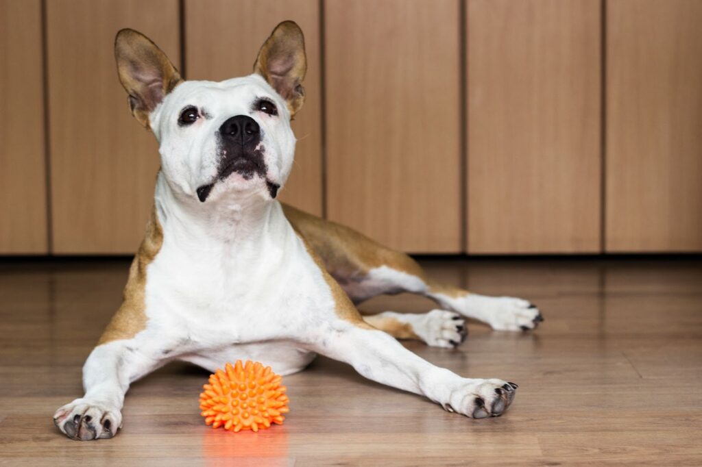 Dog lying on the floor with a textured enrichment ball, showing mental stimulation to help reduce separation anxiety when left alone