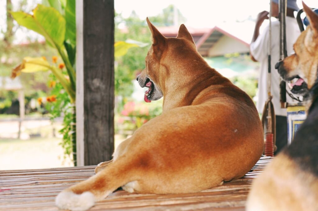 Dog lying on a wooden bench looking outside, showing calm observation and relaxed behaviour during alone time at home