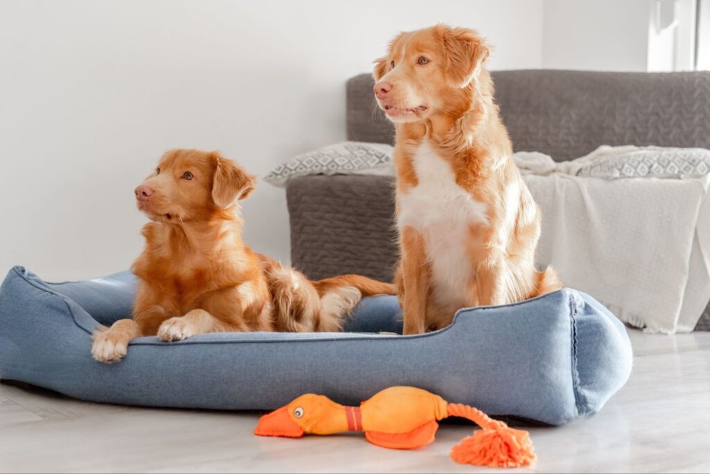 Two dogs resting calmly on a dog bed with toys indoors, showing a secure and comfortable environment that supports dogs coping with separation anxiety