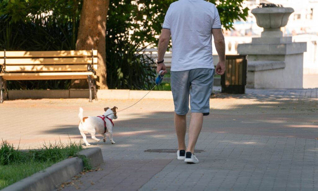 Owner walking a small dog on a lead in a park, showing pre-departure exercise to help reduce separation anxiety and nervous energy