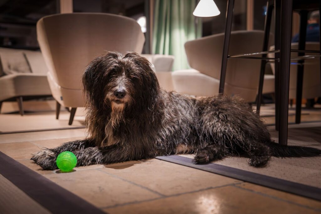 Dog lying calmly on the floor indoors with a green enrichment ball, showing relaxed behaviour and mental stimulation during alone time at home