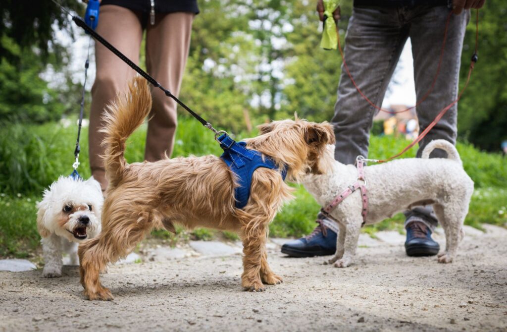 Three small dogs meeting on a park path while on leashes with their owners nearby, illustrating social benefits and interaction opportunities of dog ownership