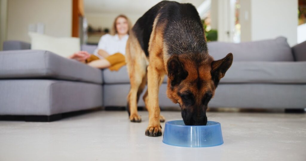 German Shepherd drinking water from a blue bowl in a living room, with a person sitting on a grey couch in the background, indoor home setting.