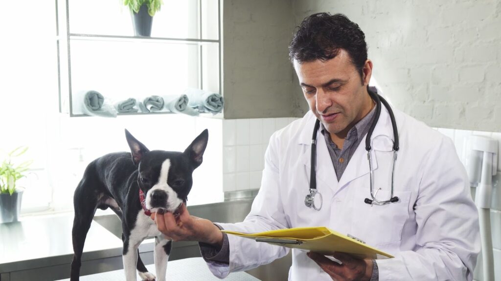 Veterinarian in a white coat examining a black and white Boston Terrier on a stainless steel exam table, holding a yellow clipboard in a bright clinic room with folded towels and potted plants in the background.