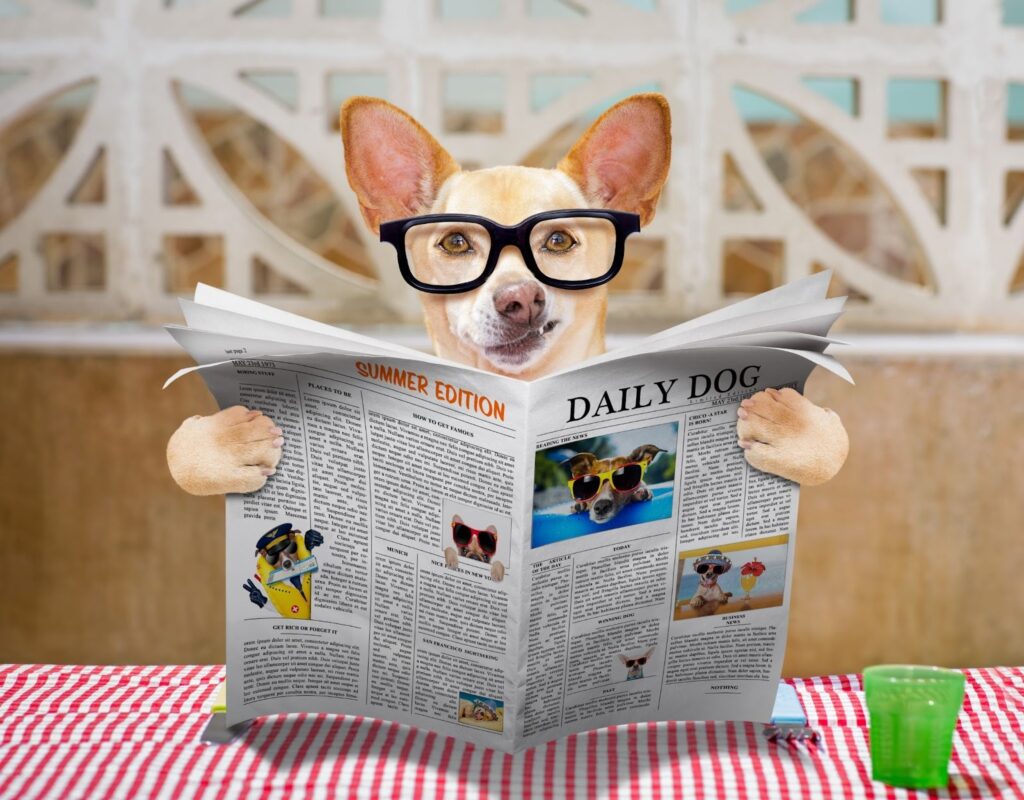 Small tan dog wearing black glasses, sitting at a red and white checkered table and holding a newspaper titled 'Daily Dog' with its front paws.