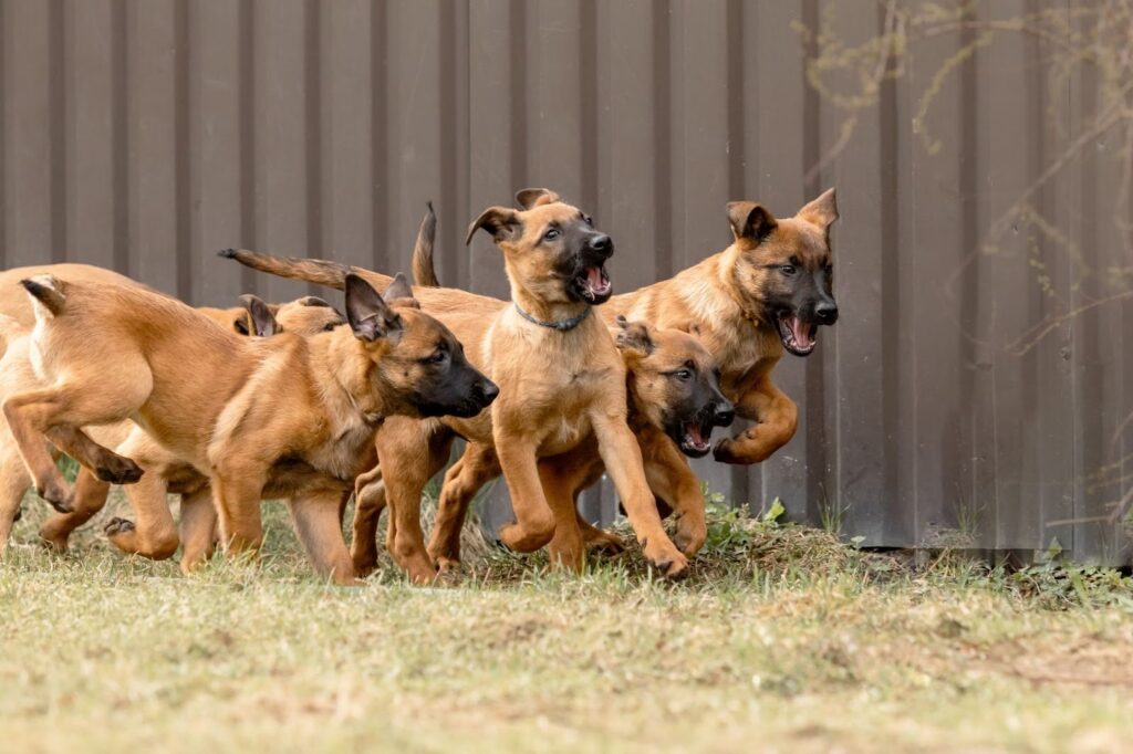Five Belgian Malinois puppies running together on grass beside a metal fence, mouths open in playful excitement.