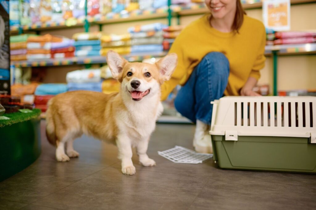 Corgi standing in a pet shop beside a carrier crate, with a woman crouching behind and shelves of pet supplies in the background.