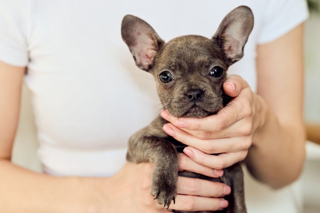Close-up of a small French Bulldog puppy being gently held in a person’s hands indoors.