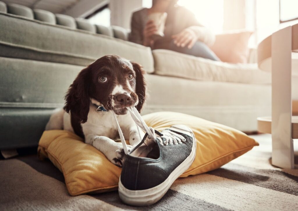 Small black and white puppy lying on a cushion indoors, chewing on a black sneaker with a person sitting on a sofa in the background.