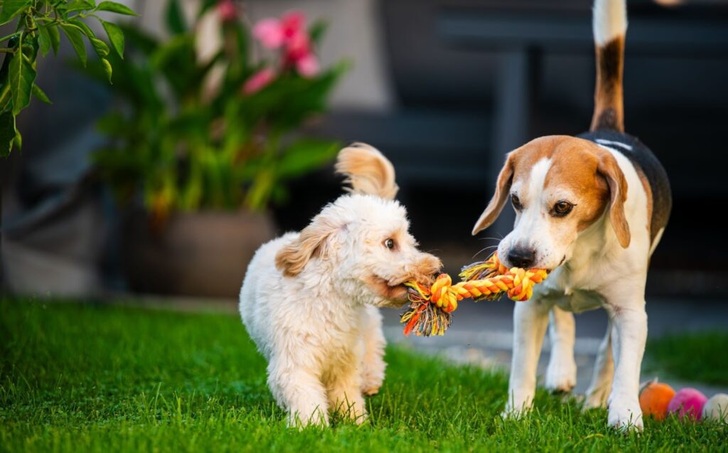 Small fluffy puppy and a beagle playing tug-of-war with a rope toy on green grass in a garden.
