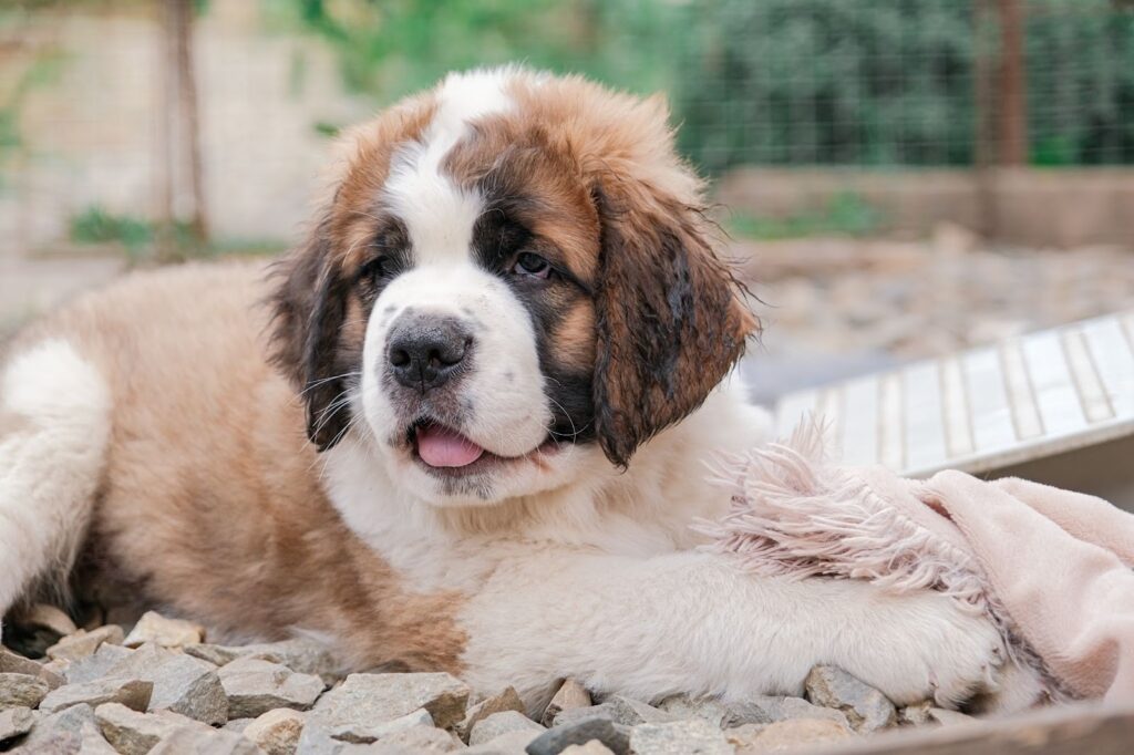 Saint Bernard puppy lying on small stones outdoors, resting its paw on a soft pink blanket.