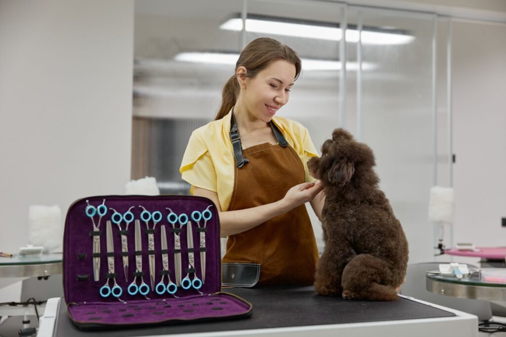 Dog groomer in an apron gently holding a brown poodle on a grooming table with professional scissors laid out nearby.
