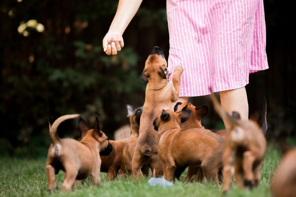 Group of small brown puppies gathered around a person’s legs outdoors, one puppy standing up to reach a hand holding a treat.