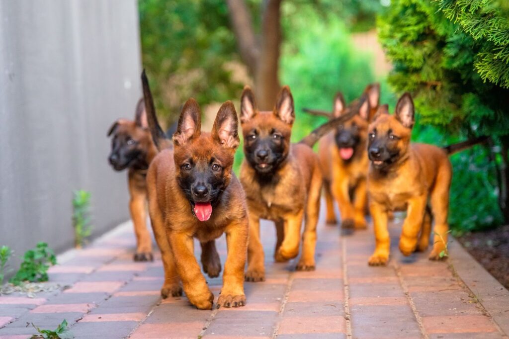 Group of Belgian Malinois puppies walking toward the camera on a paved garden path with greenery on both sides.