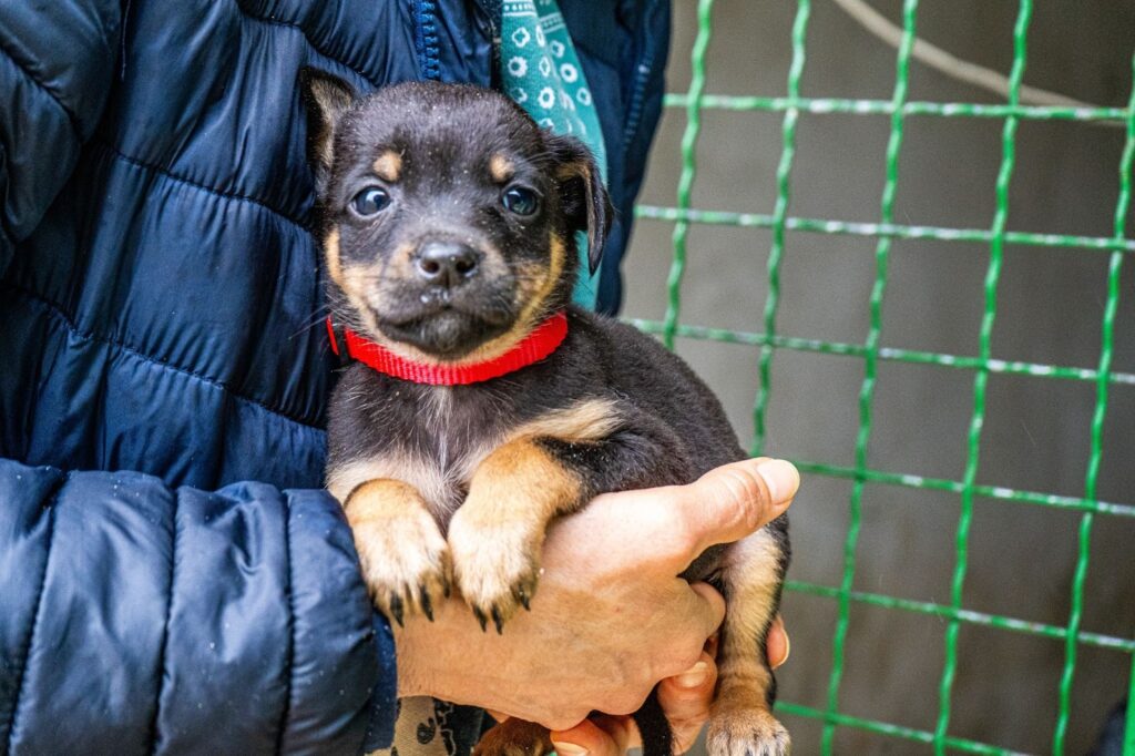 Small black and tan puppy with a red collar being held in a person’s hands in front of a wire fence.