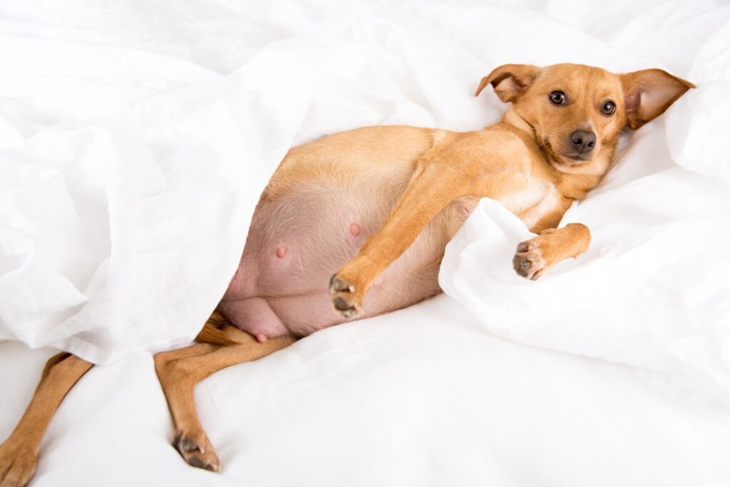 Pregnant tan dog lying on white bedding, resting on her side with visible swollen belly and nipples