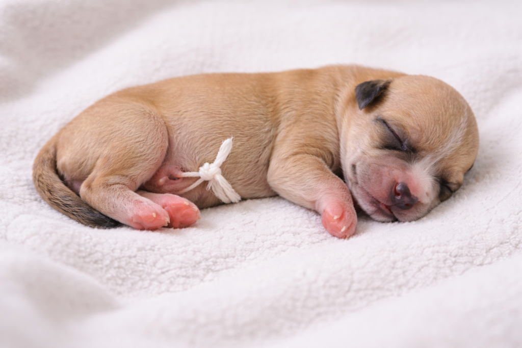Newborn puppy with properly tied umbilical cord in clean whelping box