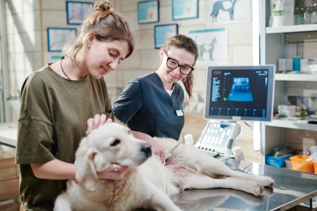 Veterinarian performing ultrasound on postpartum dog after whelping