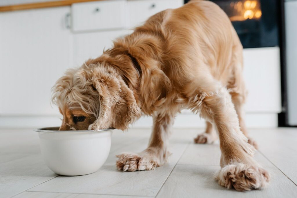 Pregnant dog eating balanced diet to support normal litter size