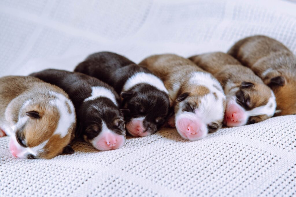 Newborn puppies sleeping side by side on a white knitted blanket, eyes closed with pink noses and brown and black coats.
