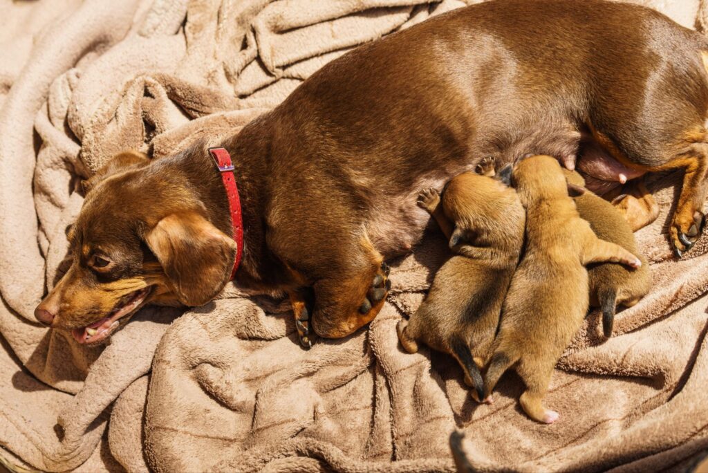 Adult mother dog nursing puppies showing normal litter size variation