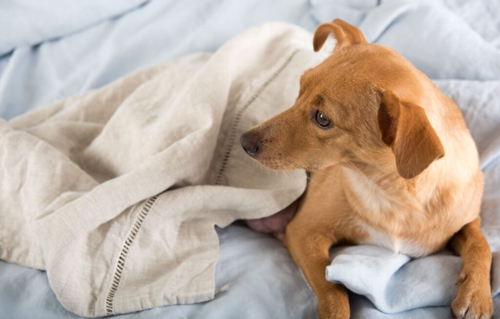 Small tan dog lying on a bed under a beige blanket, looking to the side on soft light blue bedding.