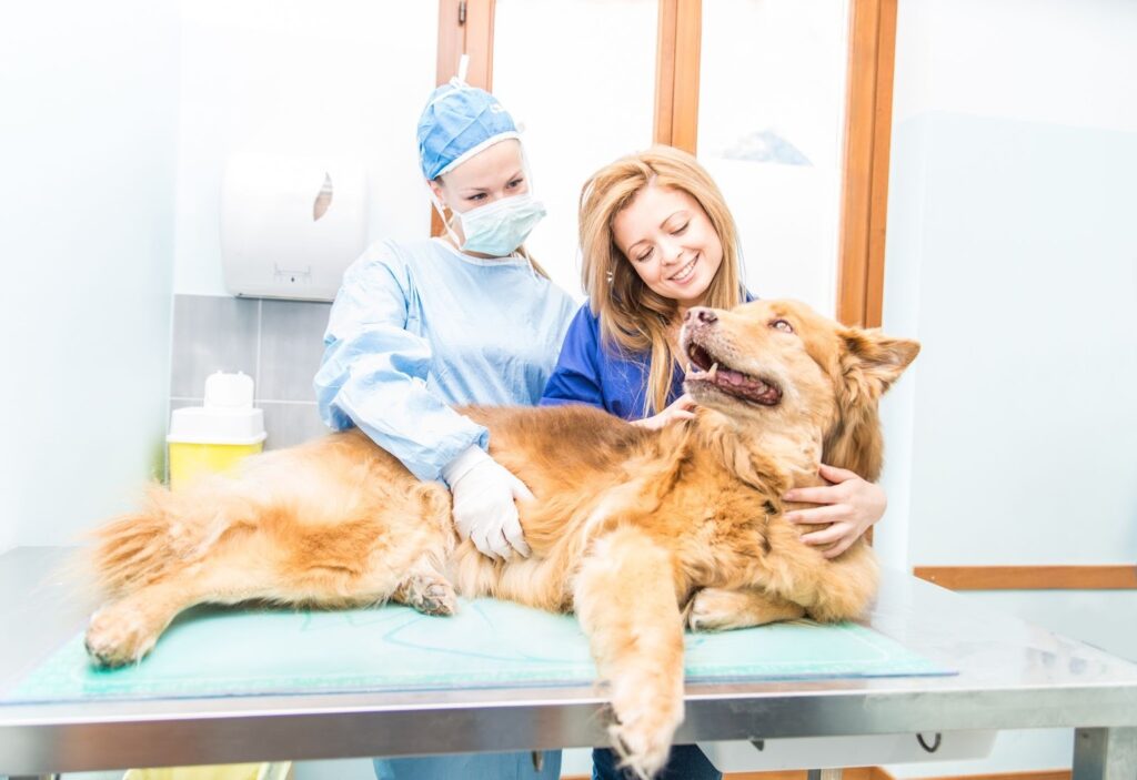 Veterinarian in surgical scrubs and mask examining a golden retriever on a clinic table while a woman gently holds the dog.