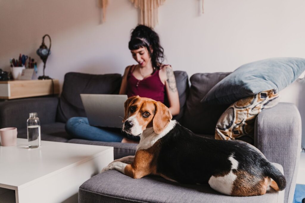Beagle lying on a sofa looking at the camera while a woman works on a laptop in the background at home.