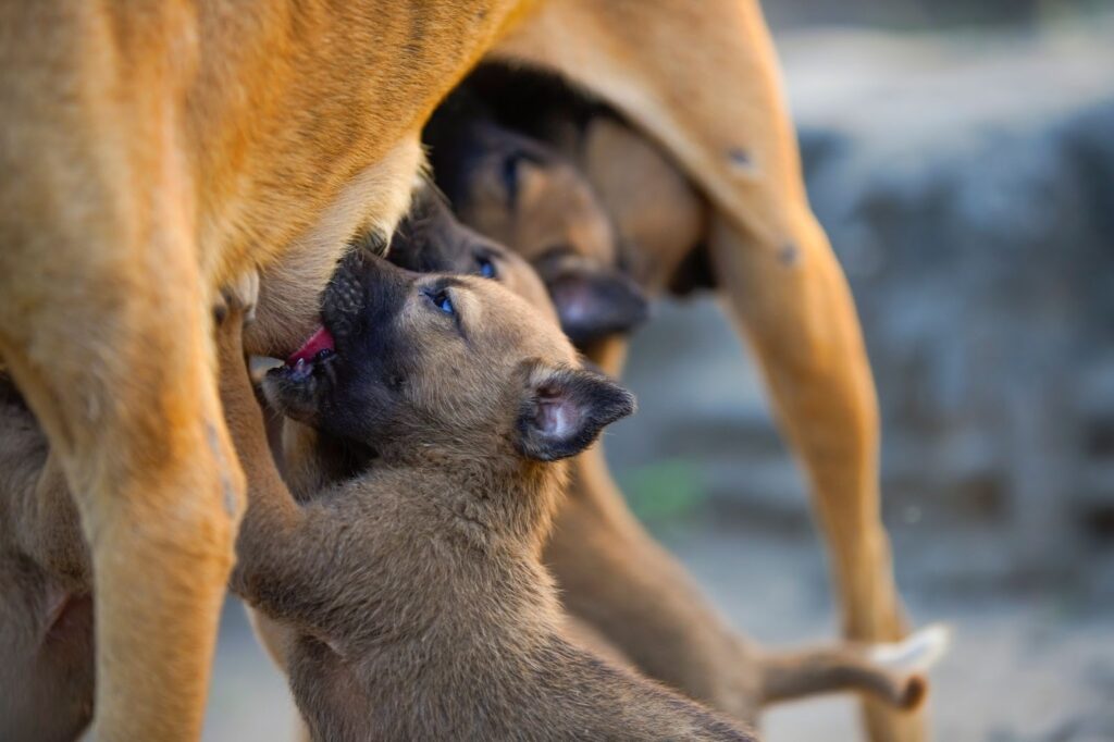 Close-up of a newborn puppy nursing from its mother, with the pup’s face and ears in focus beneath the adult dog’s legs.