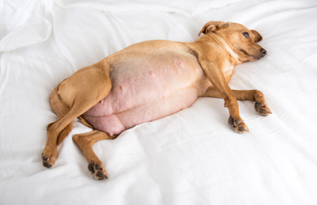 Pregnant tan dog lying on a white bed with a visibly enlarged belly and prominent teats, resting on her side.