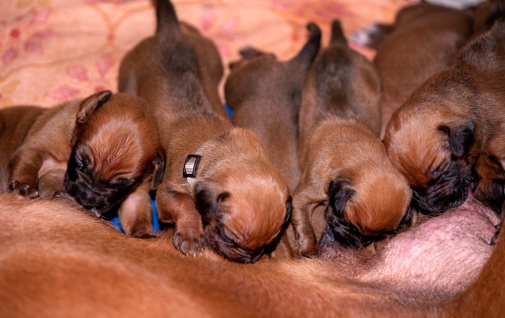 Newborn puppies nursing tightly at mother’s belly, showing need for supervision to avoid first-time breeder mistakes that harm puppies