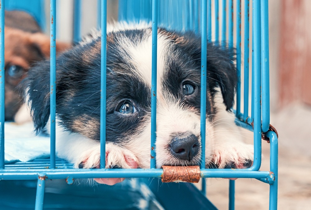 Puppy confined in a small wire cage, first-time breeder mistakes that harm puppies by causing stress, cold exposure and poor welfare