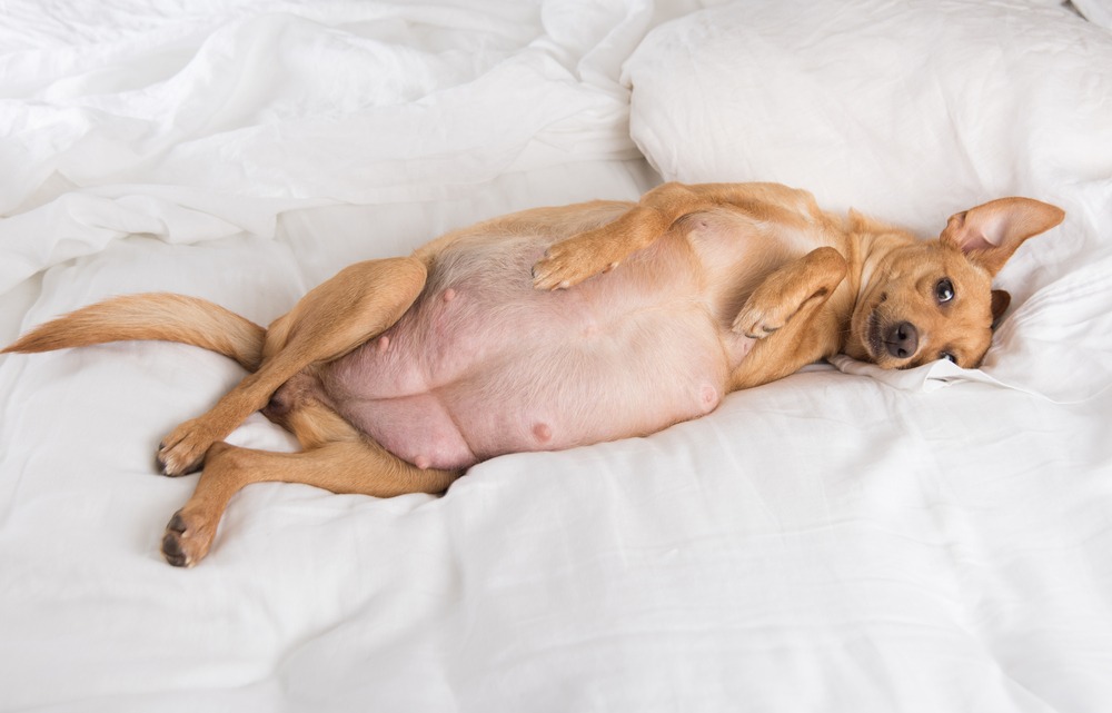 Pregnant small dog lying on bed with swollen belly, late pregnancy before labour, how long does dog labour last guide