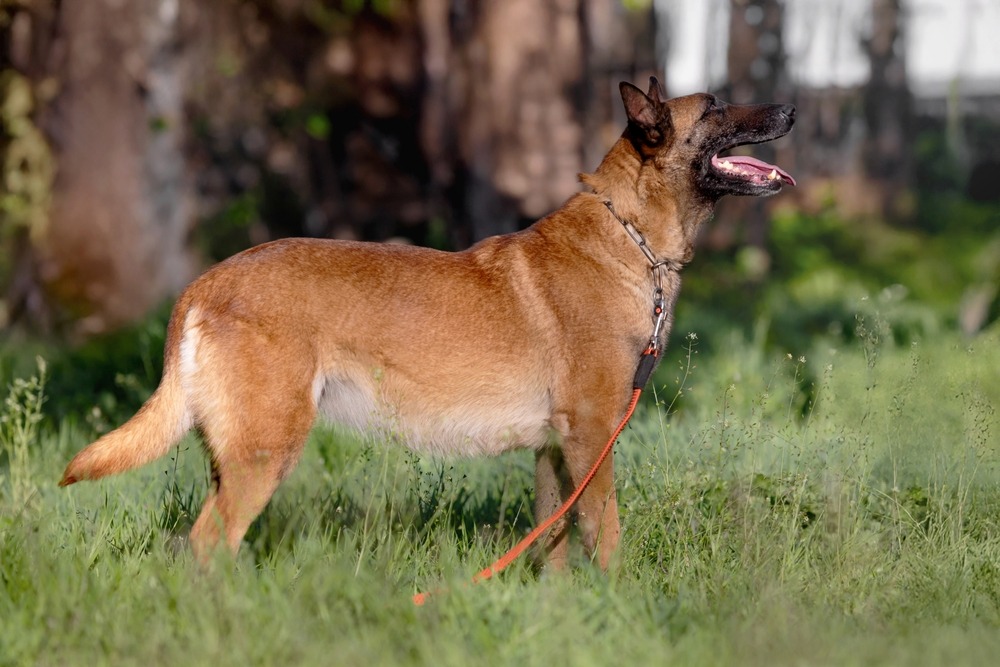 Adult dog standing outdoors panting, example of heavy breathing seen in early dog labour stage 1 signs