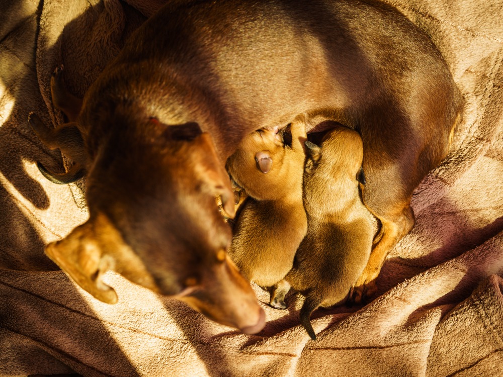 Mother dog curled around newborn puppies on a blanket, post-birth bonding and warming after labour stages