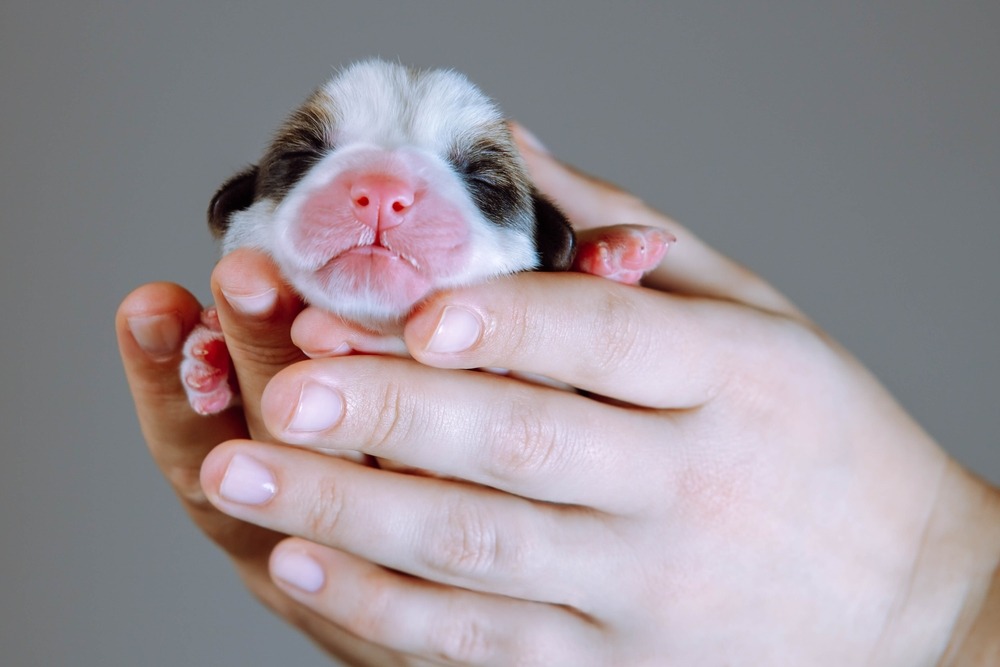 Weak newborn puppy held in hand for health check, monitoring dehydration and low vitality in the first two weeks
